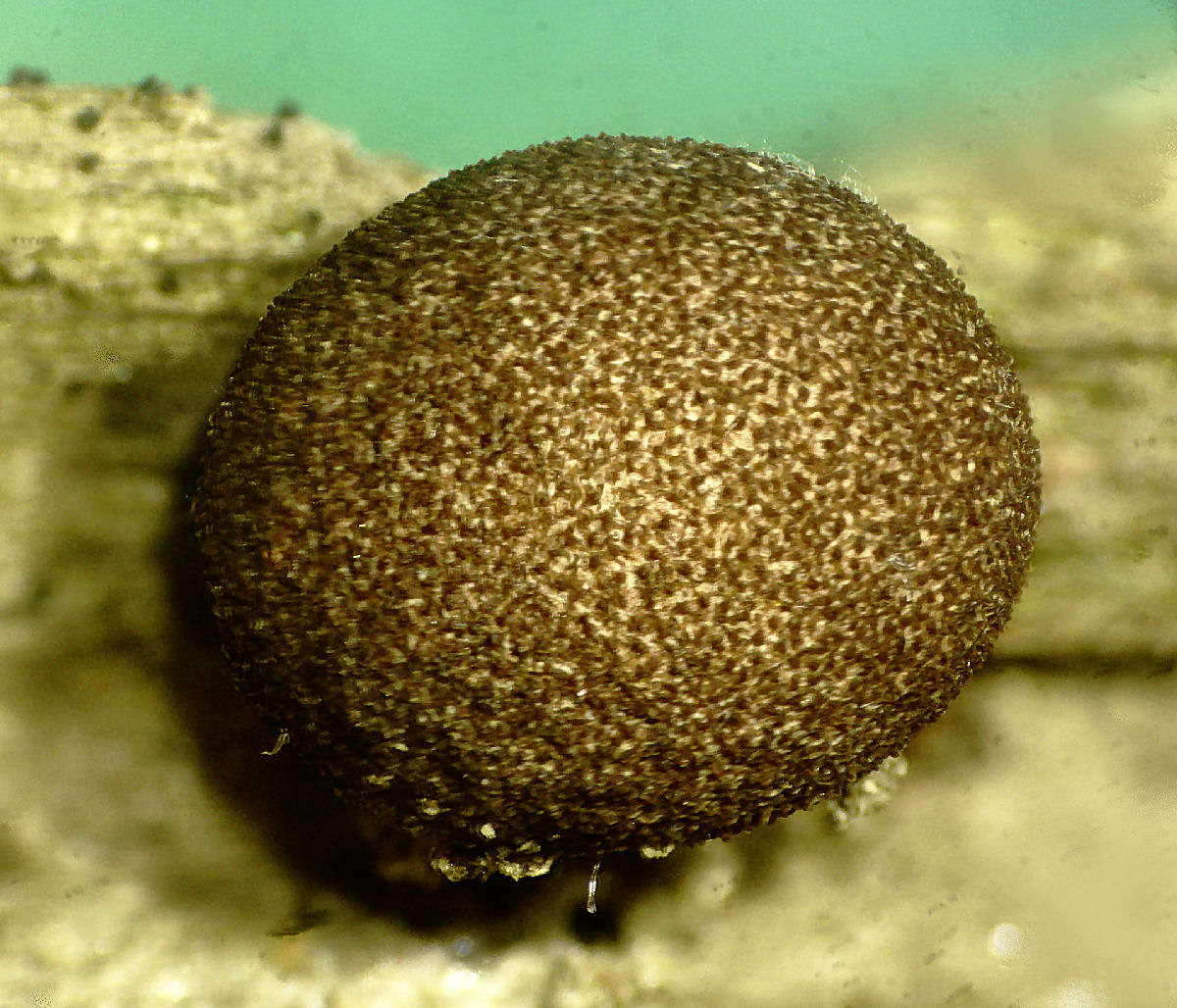 che mixomicete � ?  - Lycogala sp.